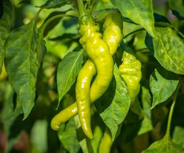 Отель Hanim Pinar Butik *